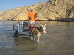 Hauling tanks the old-fashioned way. Oman Dive Club. by Ben Nichols 